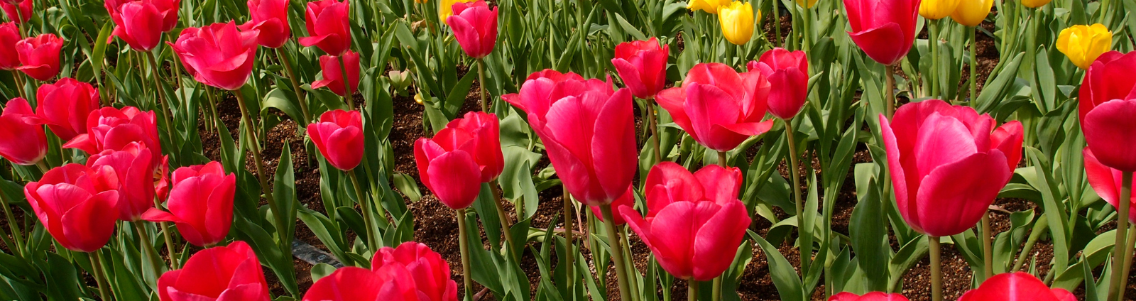 Kamperen tussen de bollenvelden