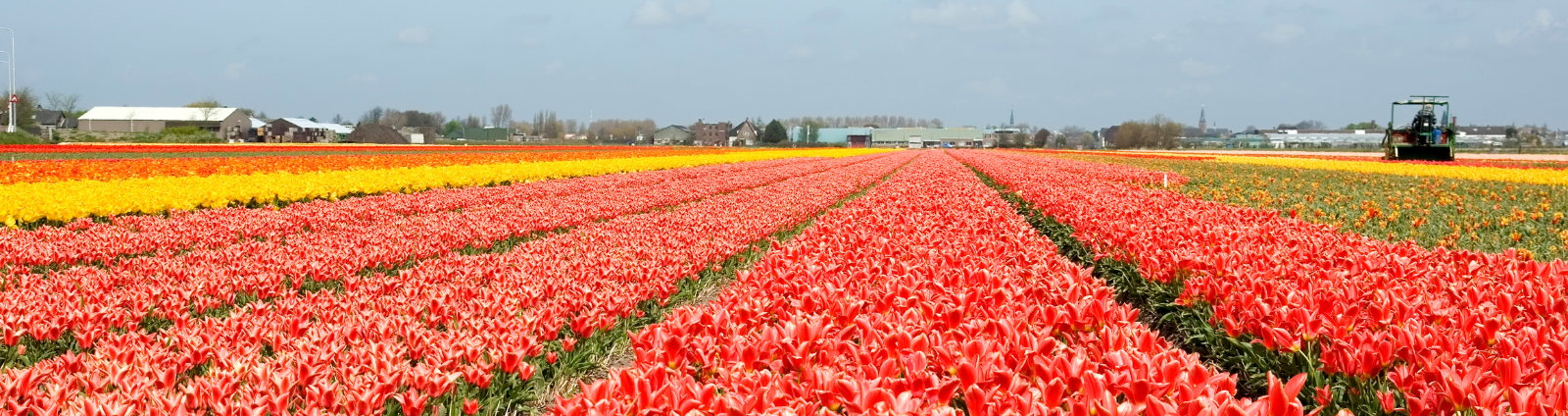 Uitzicht op de bollenvelden vanaf een kleinschalige camping