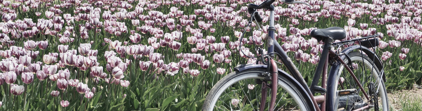 Fietsen langs de bollenvelden vanaf een kleinschalige camping