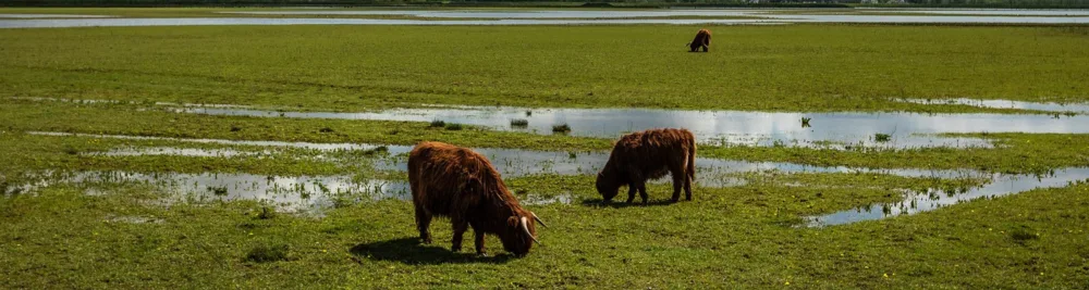 Runderen in de Biesbosch