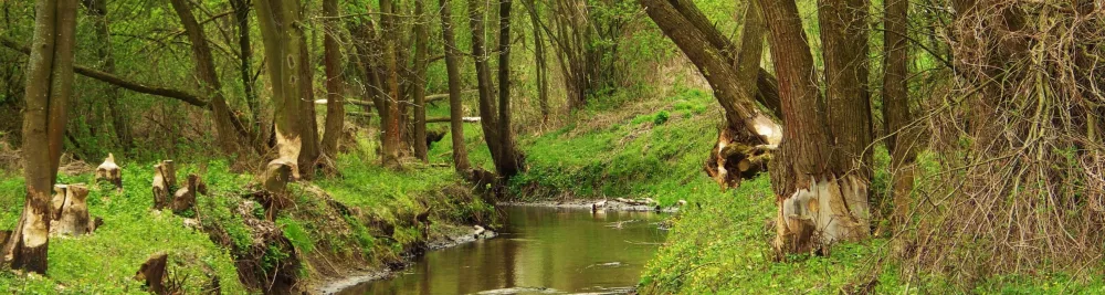 Fietsen in de Biesbosch