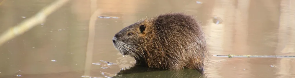 Bever in de Biesbosch